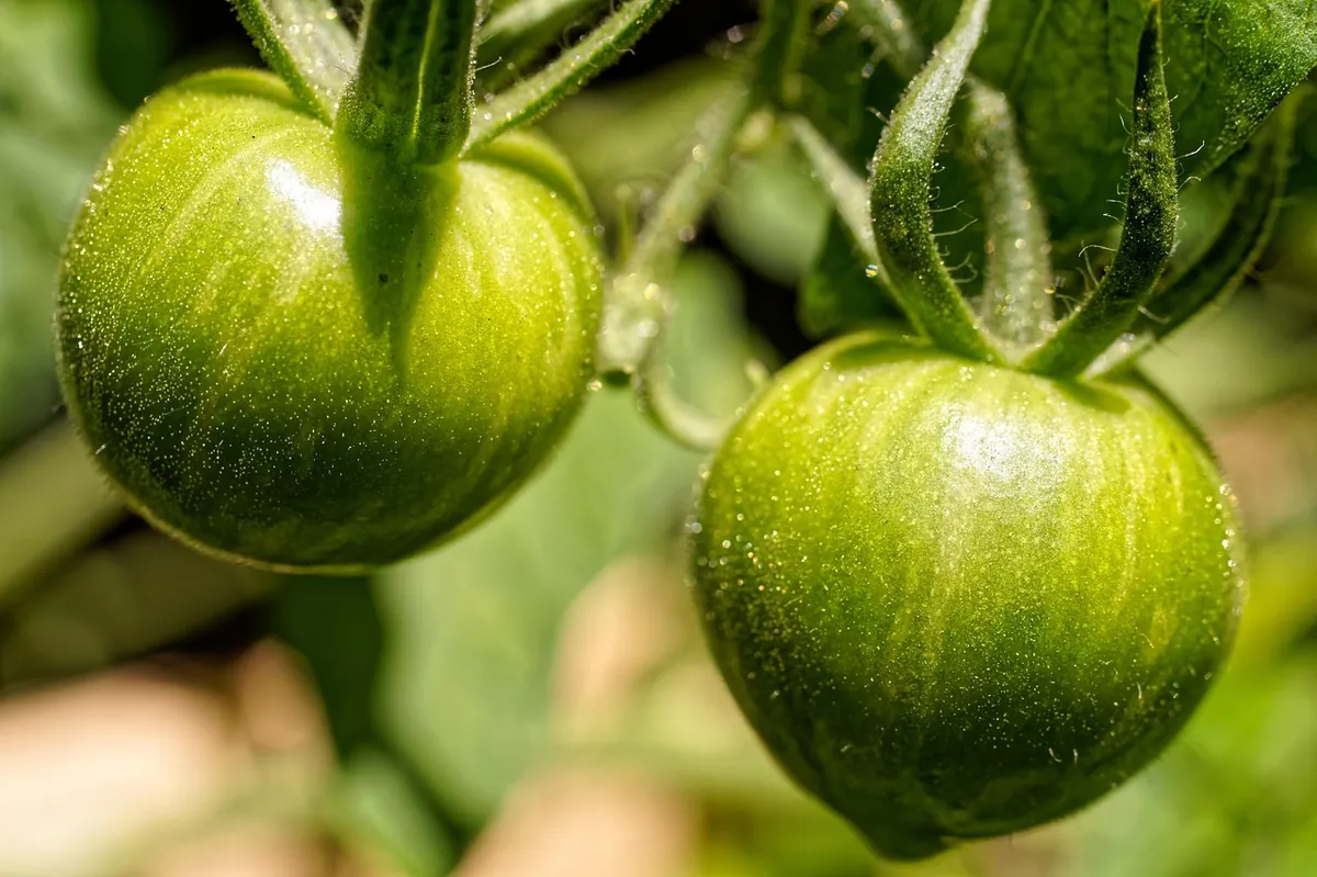 How to Ripen Tomatoes on the Vine Indoors
